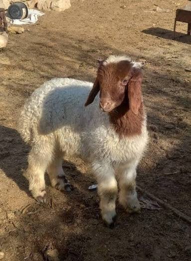 mouton, Animaux & Accessoires, Mouton