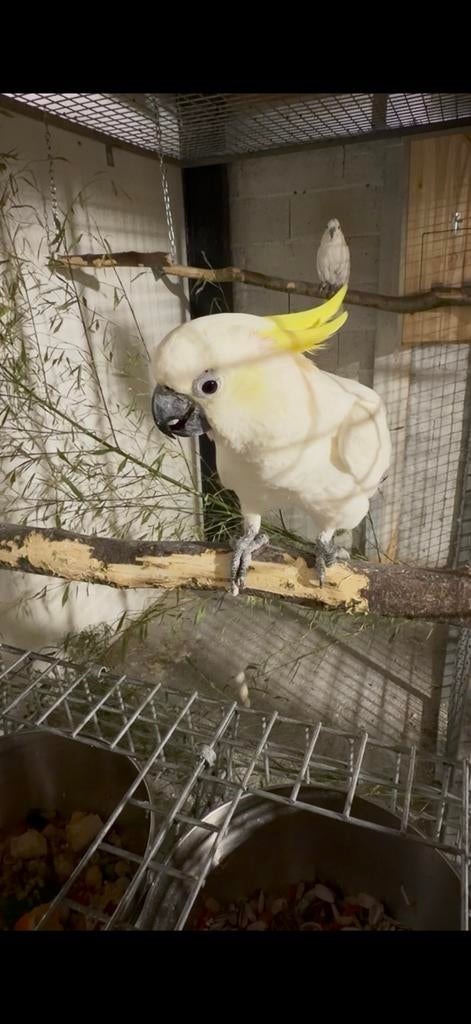 Cacatoès, Mâle, Perroquet, Bagué