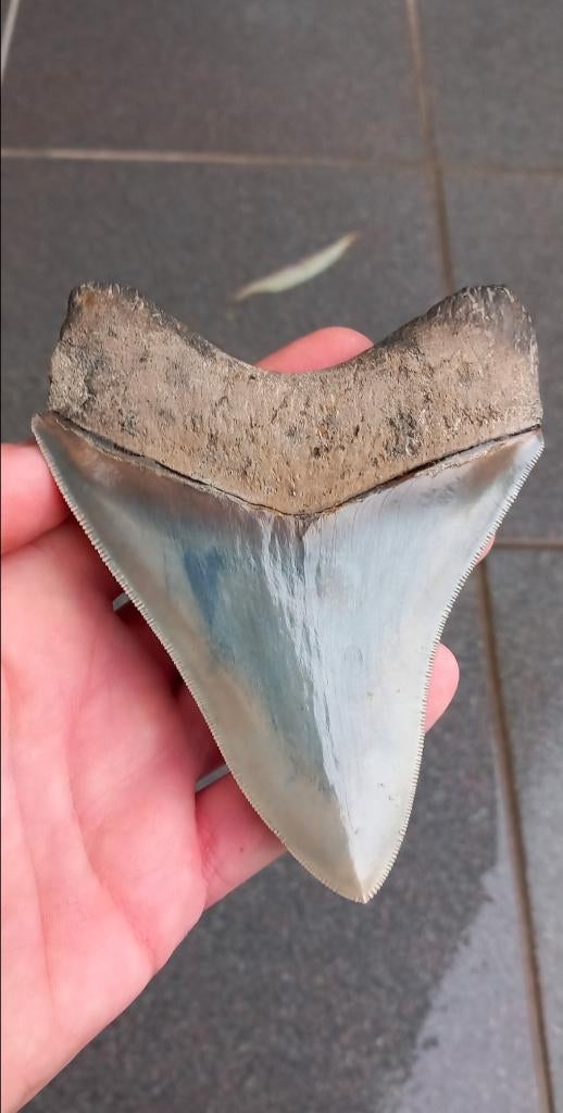 Meilleur fossile de dent de requin Megalodon, Collections, Enlèvement ou Envoi, Fossile