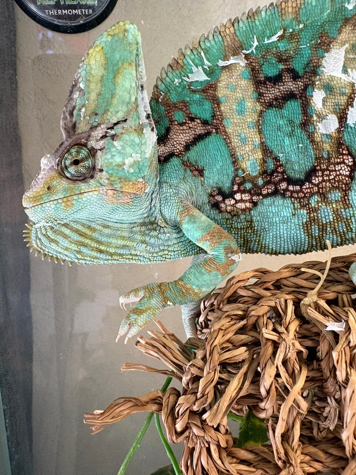 Kameleon man, Dieren en Toebehoren, Met terrarium
