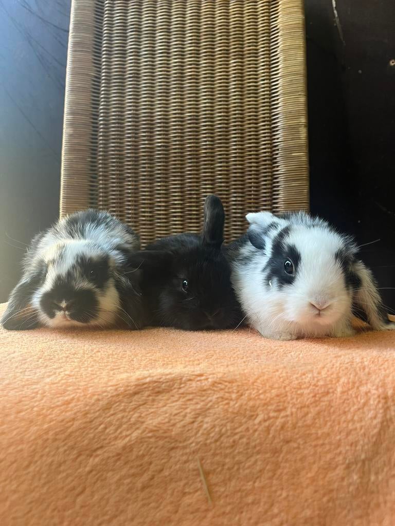 3 dwerg konijntje 12 weken oud, Dieren en Toebehoren, Maart, Meerdere dieren, Overige typen, Tam
