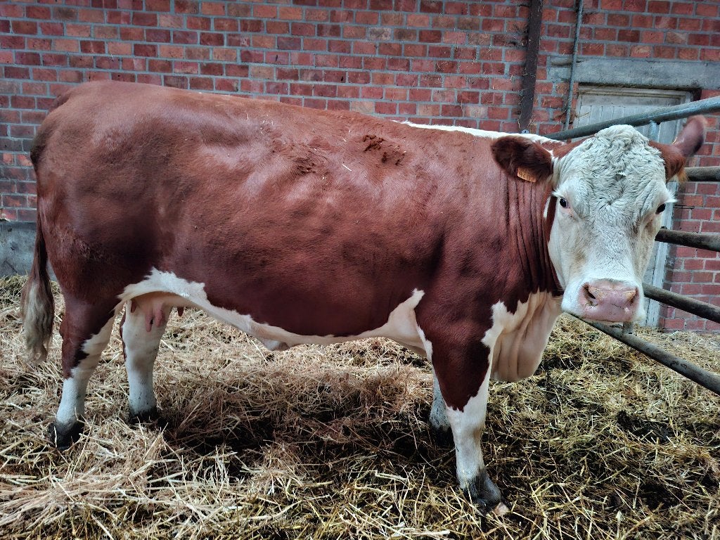 Hereford koe, Dieren en Toebehoren, Vrouwelijk, 3 tot 6 jaar