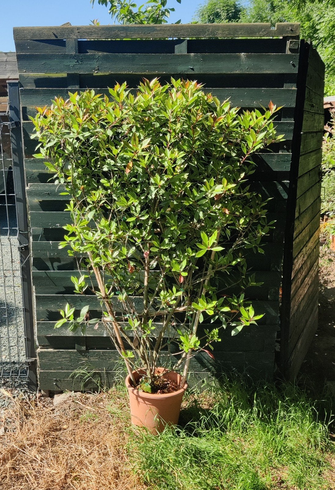 Superbe photinia en éventail de 180/200cm, Jardin & Terrasse, Plantes | Arbustes & Haies, Enlèvement