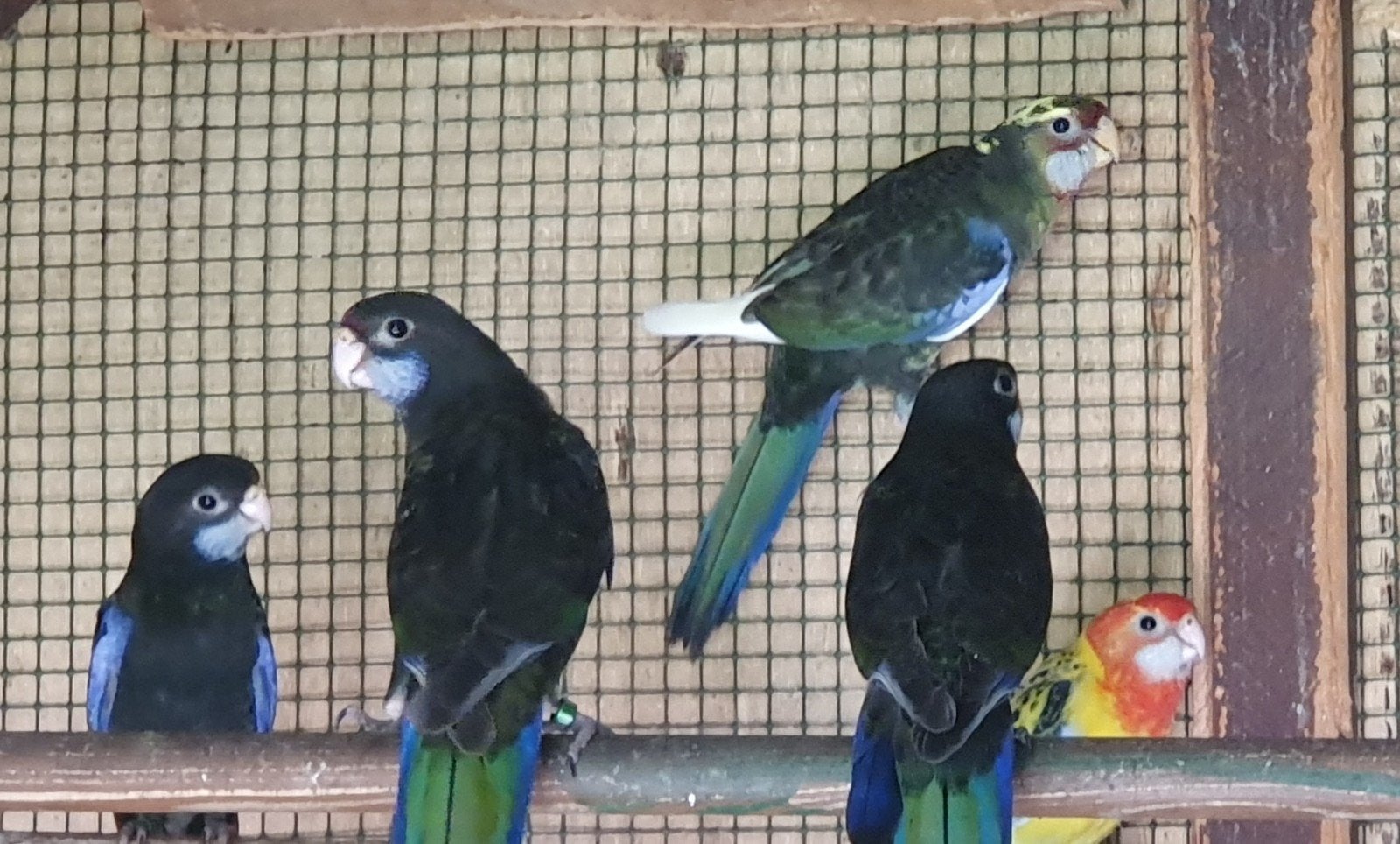 Rosella, Dieren en Toebehoren, Meerdere dieren, Geringd