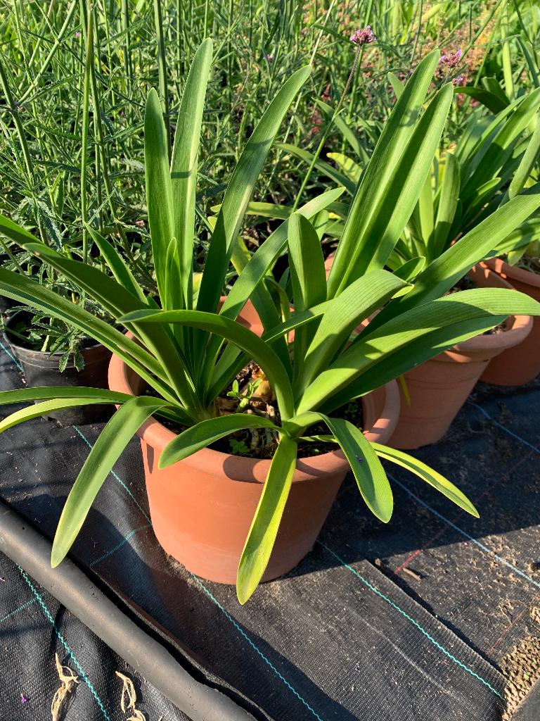 Grote agapanthus wit, Tuin en Terras, Ophalen