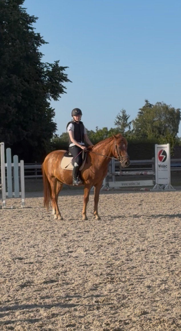 verzorgpaard/ halve stal gezocht