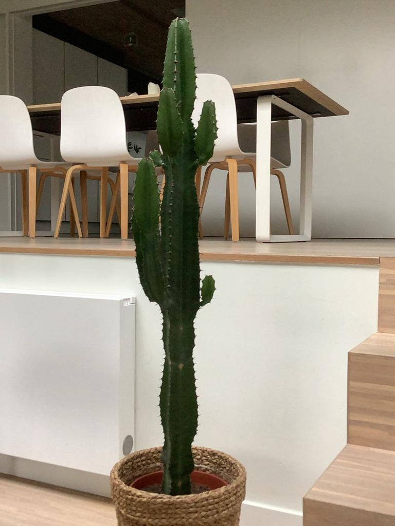 Grote Euphorbia, Ophalen