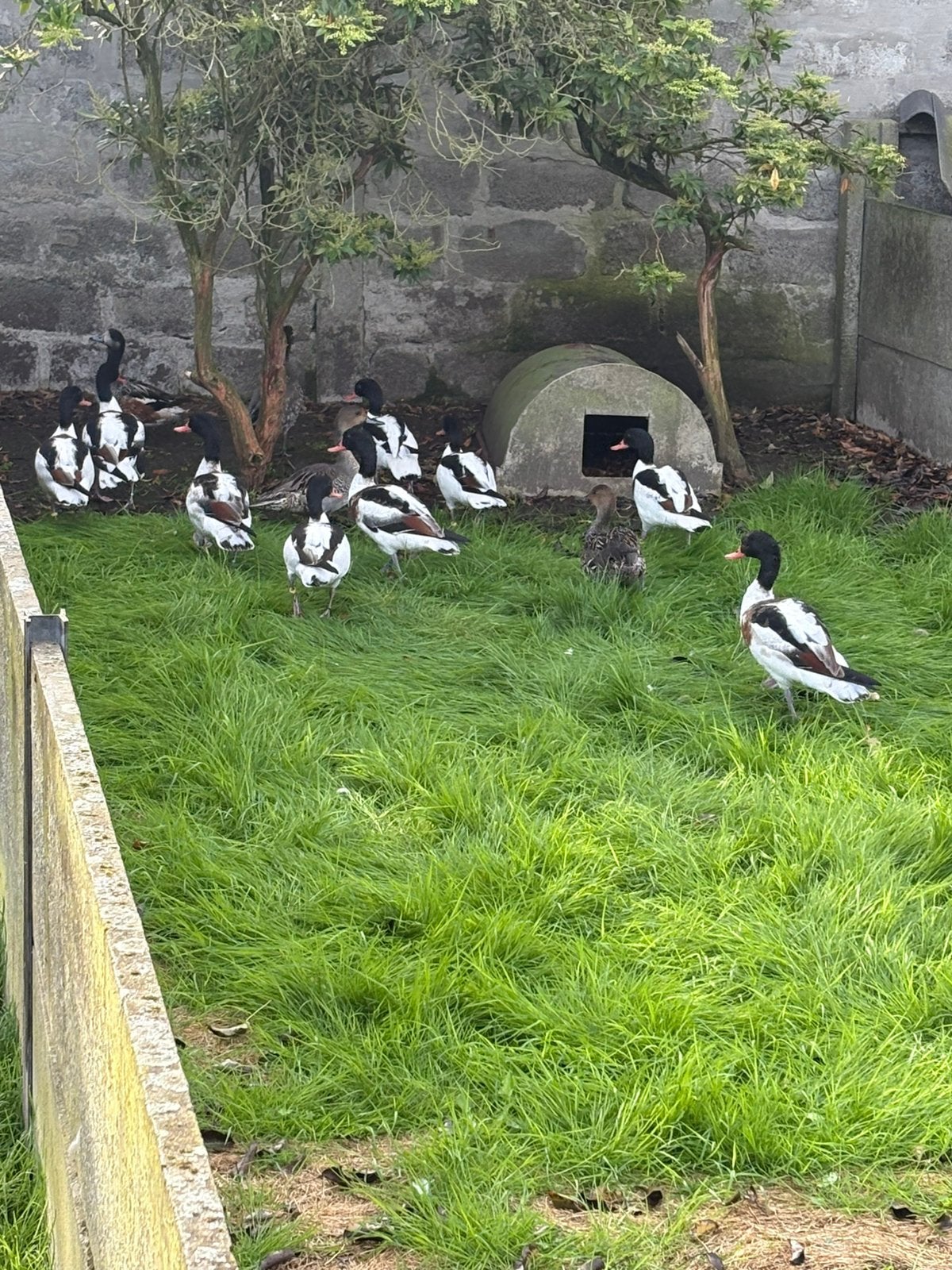 Bergeenden, Dieren en Toebehoren, Meerdere dieren, Eend