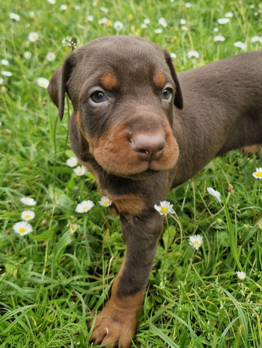 Chiots Doberman, Hépatite contagieuse (maladie de Rubarth), Autres races, 8 à 15 semaines, Plusieurs