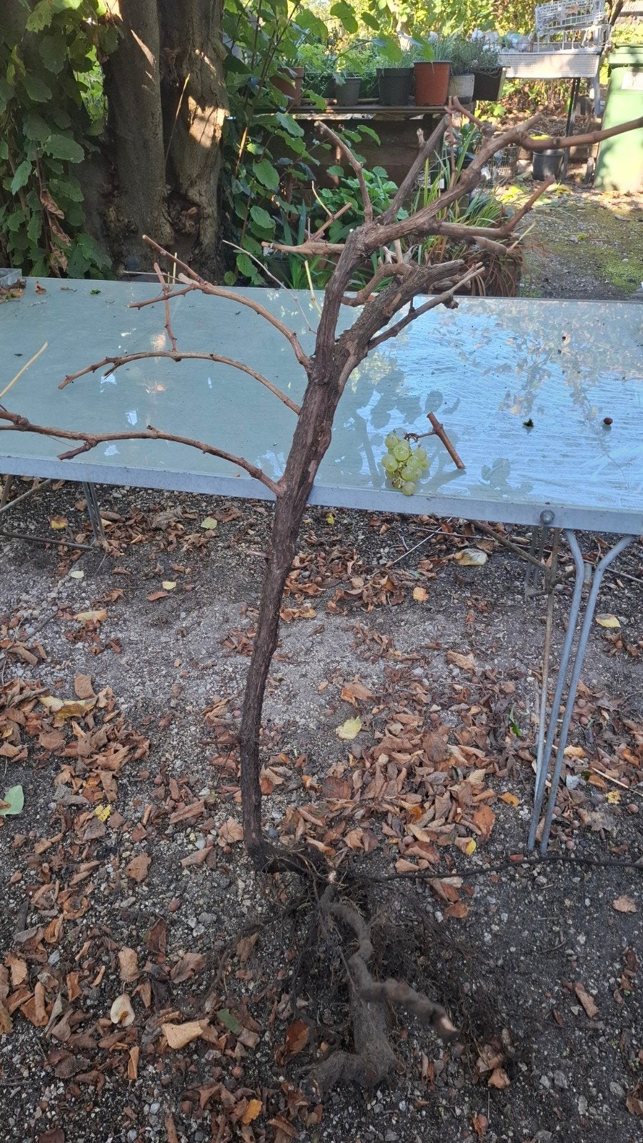 druivelaar, witte druiven, Tuin en Terras, Ophalen