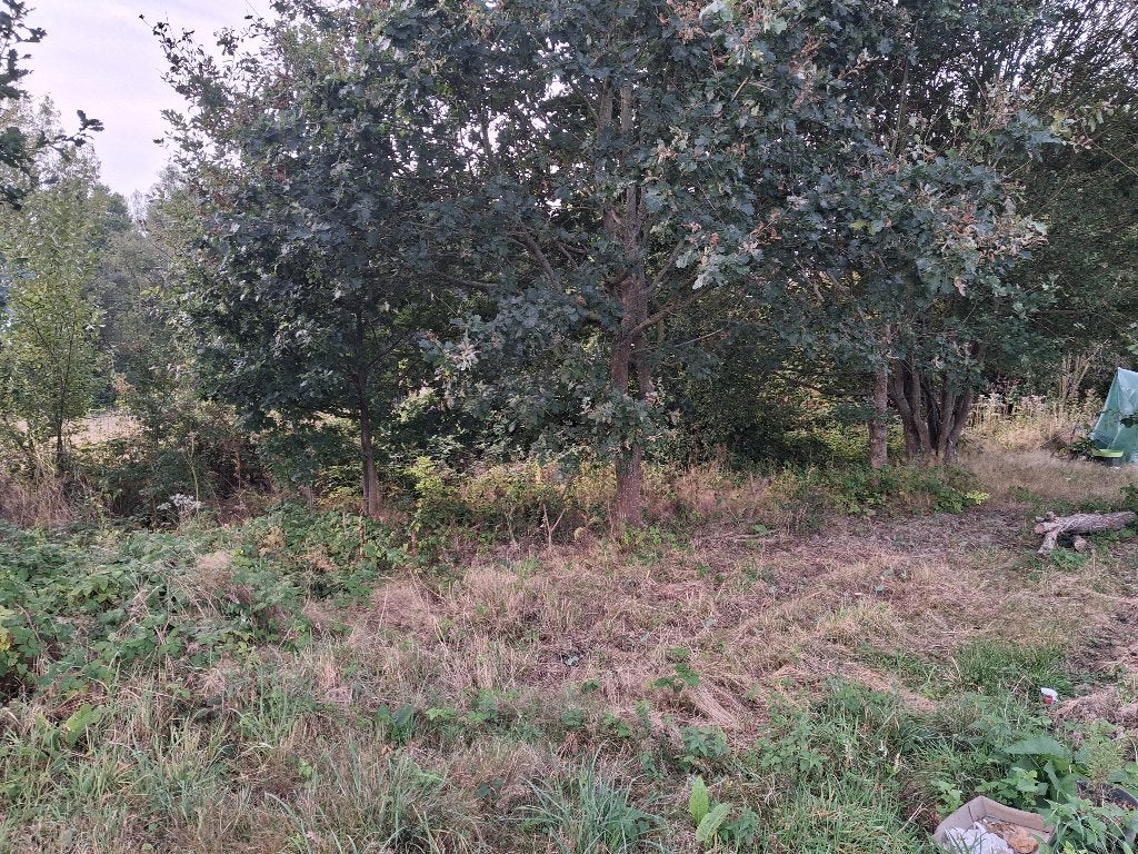 Gratis weide voor geiten, Dieren en Toebehoren, Schapen, Geiten en Varkens, Geit