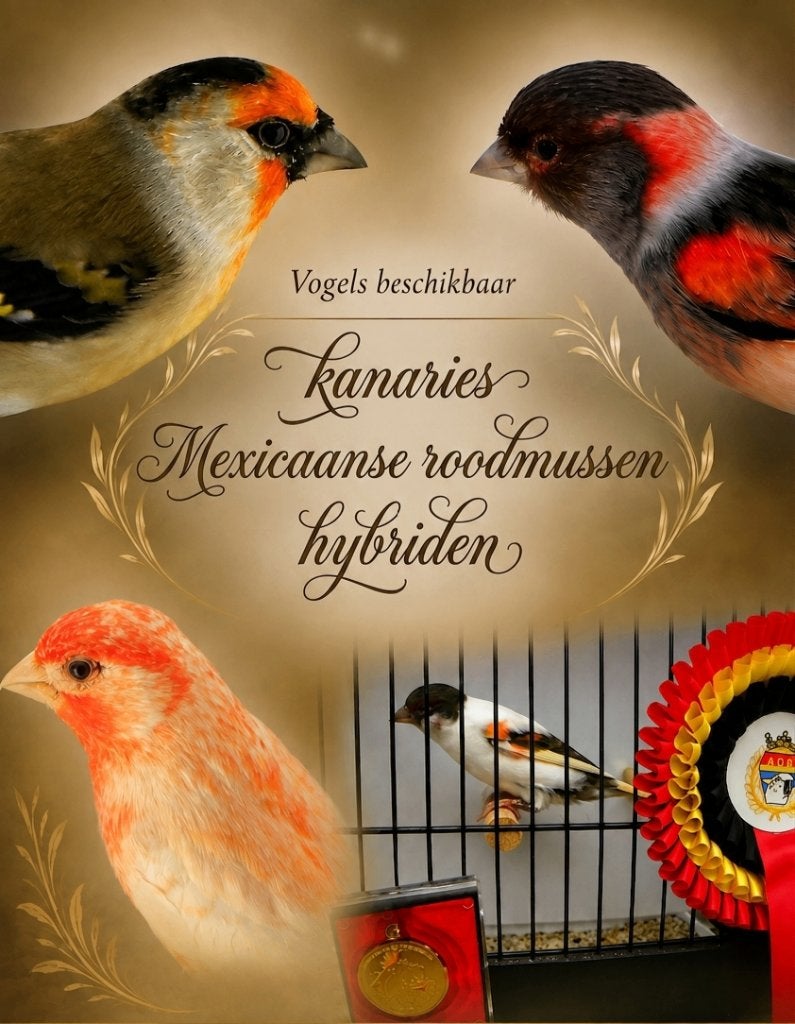 Verschillende Vogels