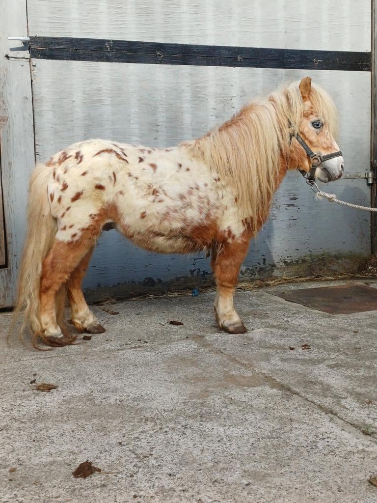 Chique minihengst, Dieren en Toebehoren