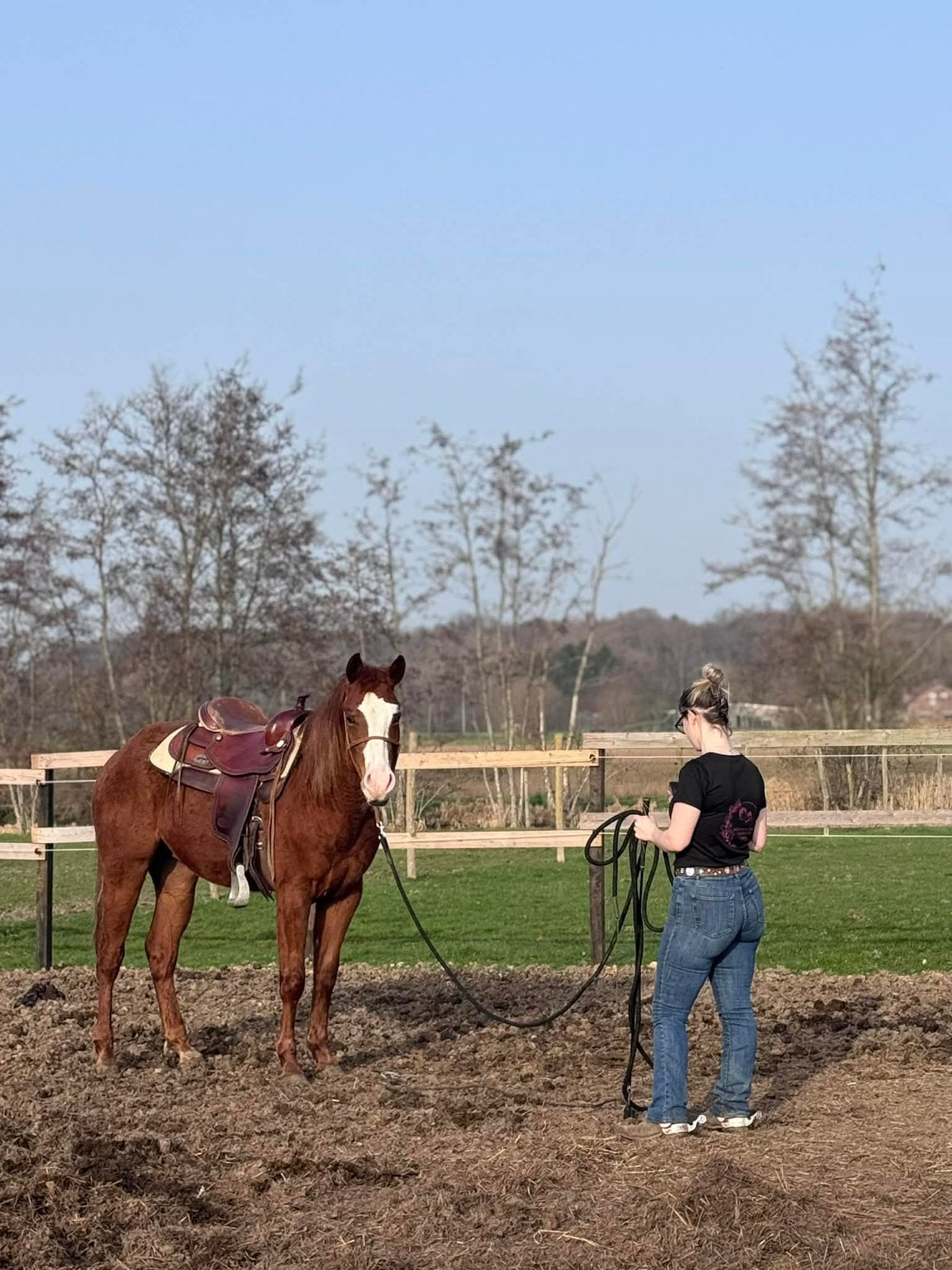 Hengst te koop, Animaux & Accessoires, Chevaux, Étalon, Débourré