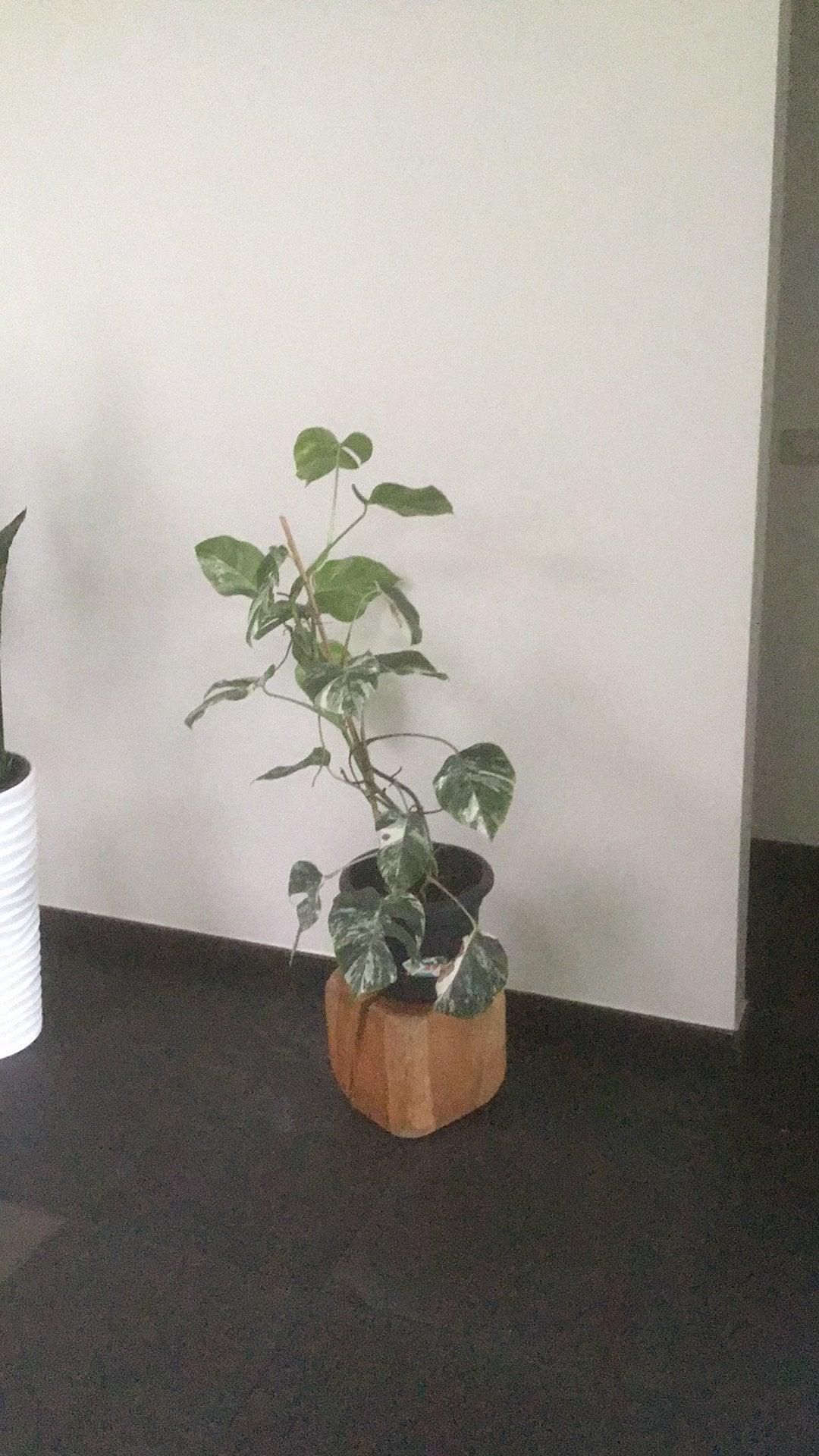 Monstera Variegata 18 bladeren, Enlèvement