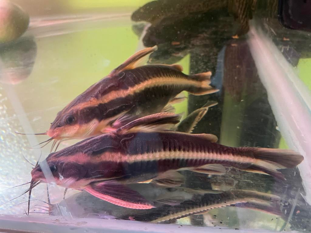 Catfish, Dieren en Toebehoren, Vissen | Aquariumvissen