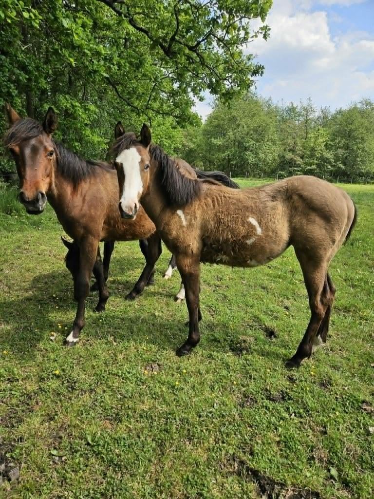 3 mooie zelfgefokte jaarling veulens, Dieren en Toebehoren, Merrie, Minder dan 160 cm, 0 tot 2 jaar, Gechipt