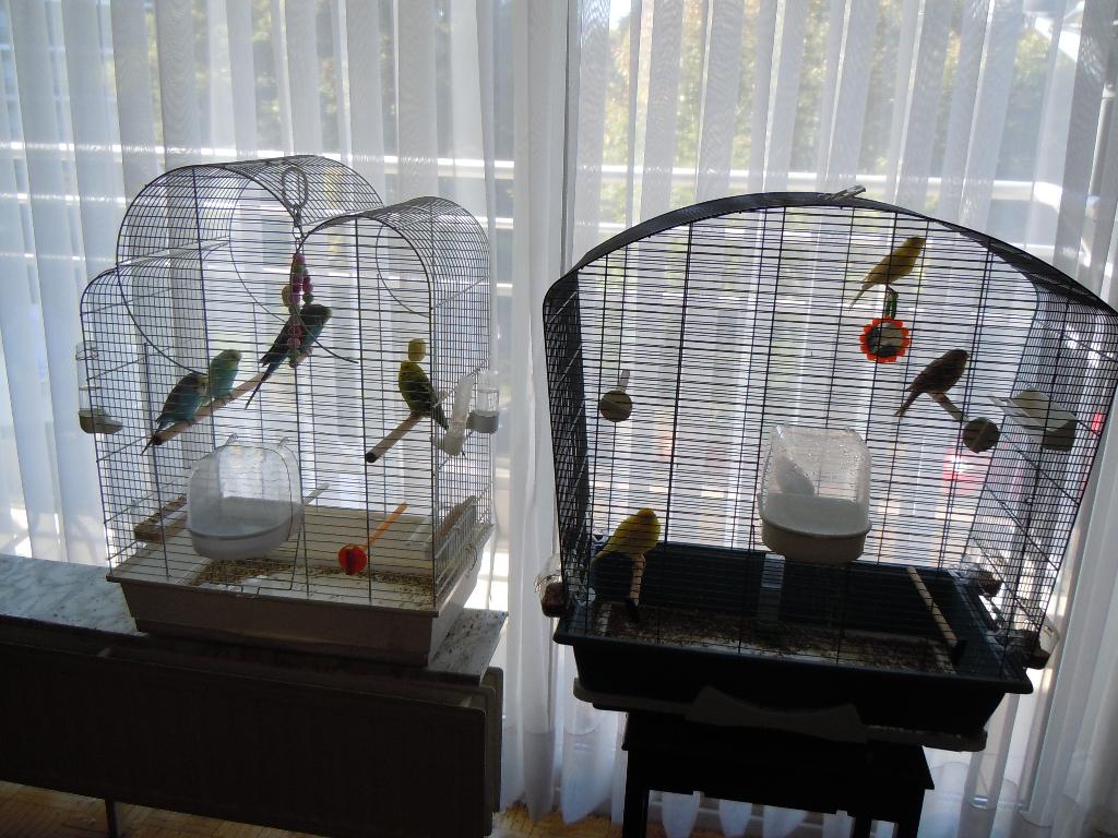 CAGE D'oiseaux, Animaux & Accessoires, Enlèvement, Comme neuf, Synthétique, Cage à oiseaux