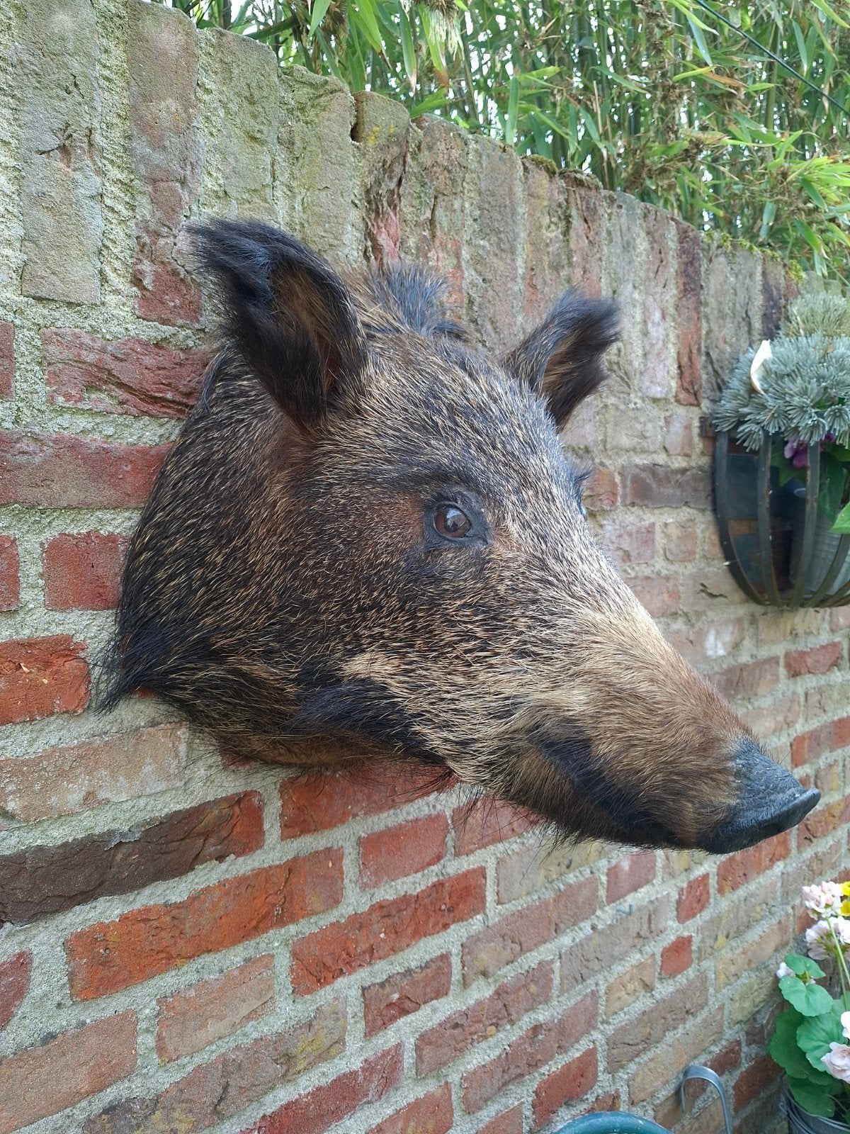fourré sur un sanglier, une taxidermie, un crâne, des bois,, Collections, Collections Animaux, Bois ou Tête, Animal sauvage, Enlèvement