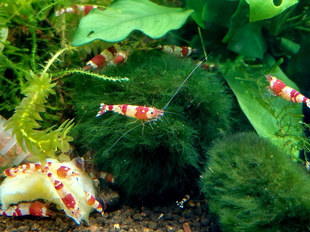 Crystal red caridina garnalen, Dieren en Toebehoren