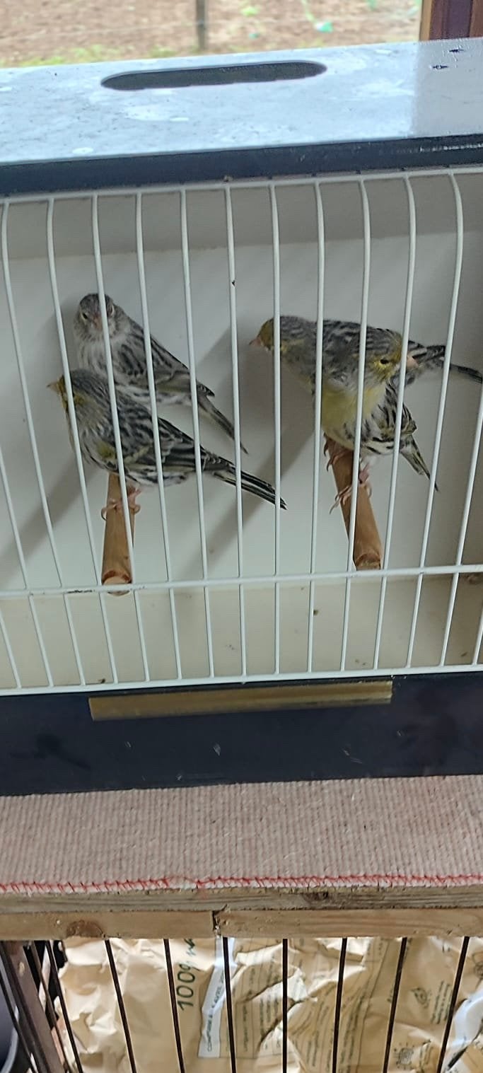Canaris