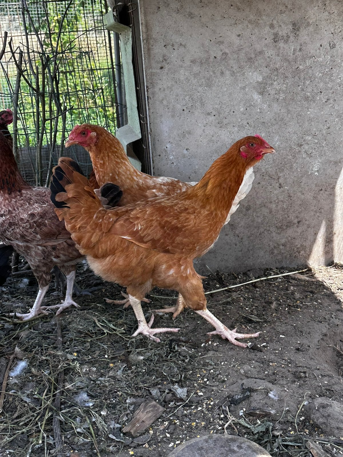 Toom legkippen (sasso/kabir), Dieren en Toebehoren, Meerdere dieren, Kip