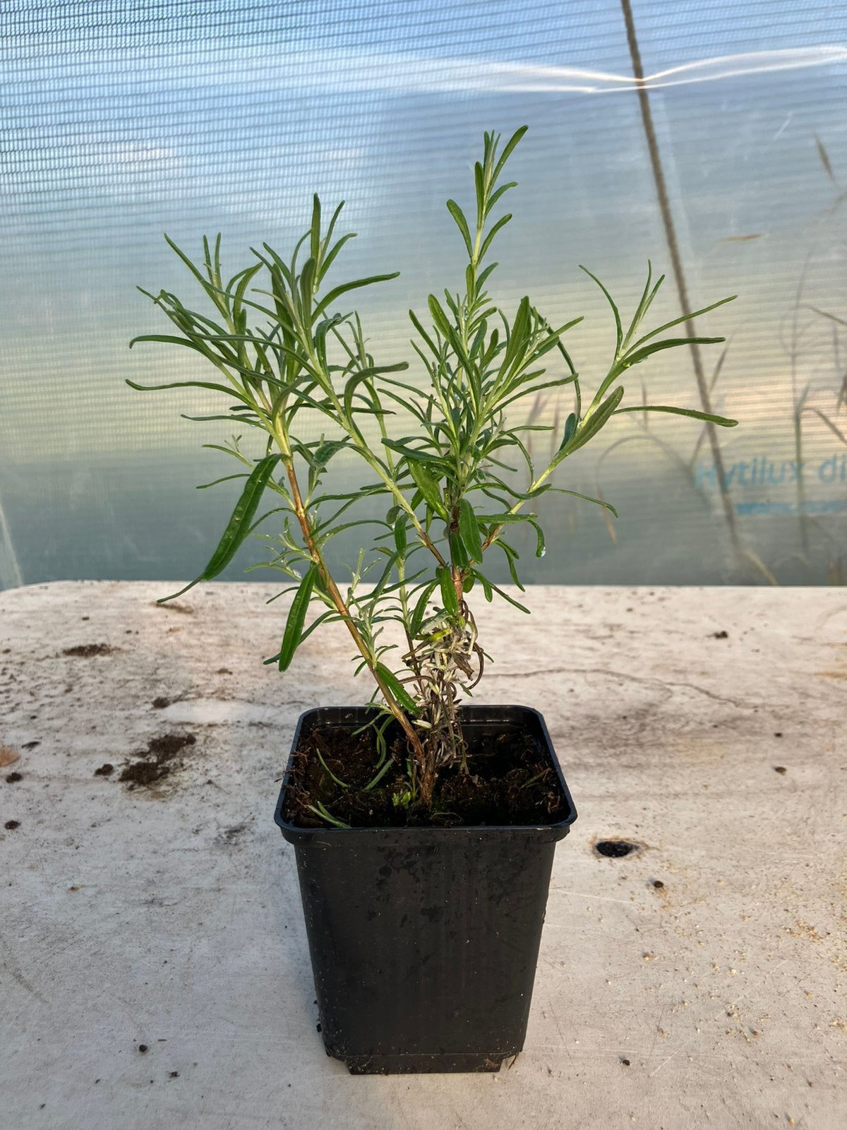 Lavendel 1€/stuk, Tuin en Terras, Planten | Tuinplanten, Ophalen