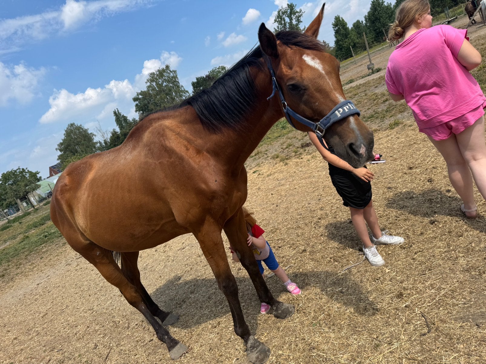 Project paard 7 jarige ruin, Gechipt, Ruin, Zadelmak, 7 tot 10 jaar
