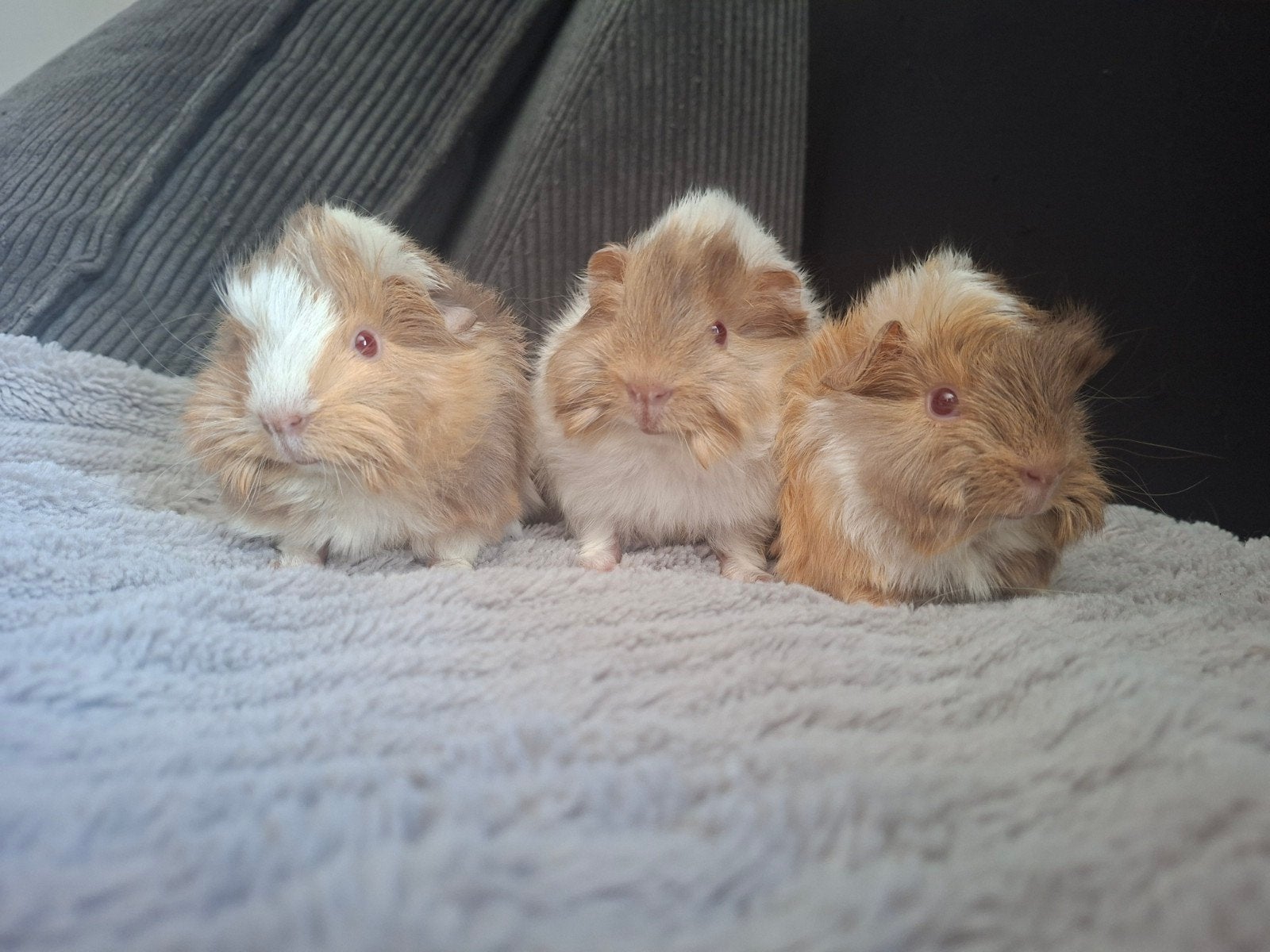 Peruvian lilac creme wit | fokgeschikt | uit show ouders, Dieren en Toebehoren, Knaagdieren, Cavia, Juni, Mannelijk, Tam