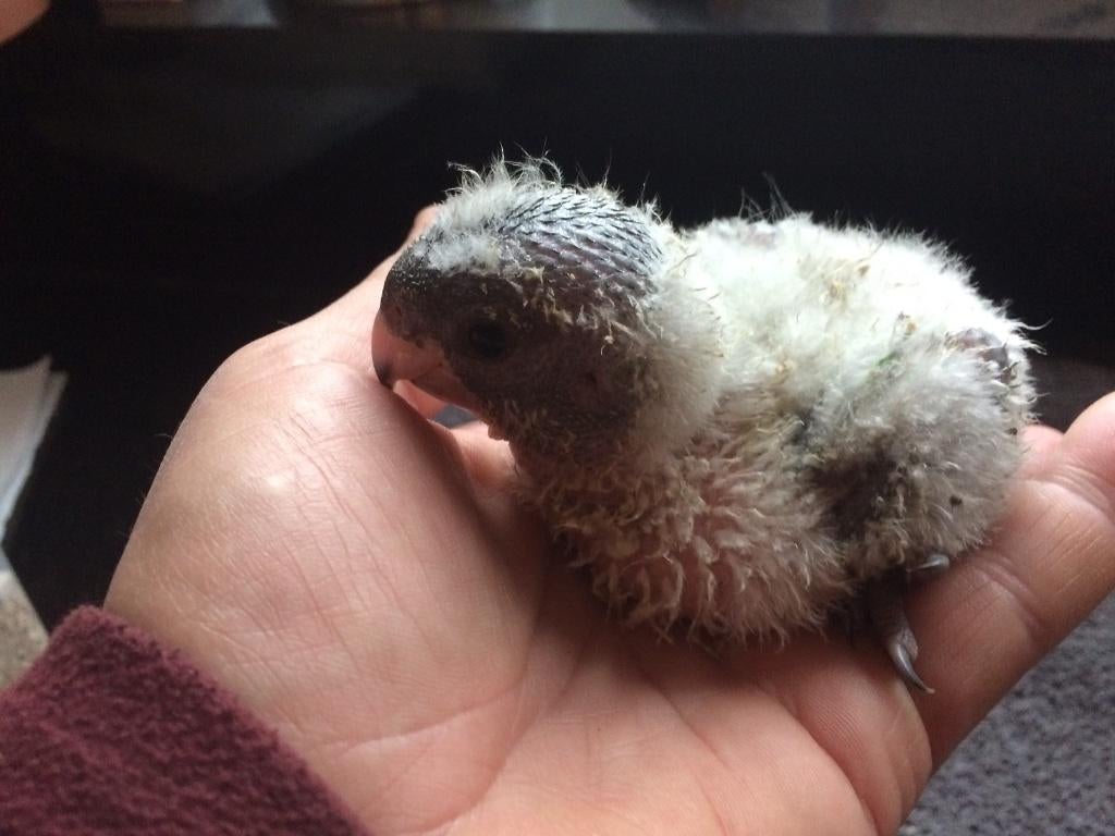 ❤️❤️2  baby bonte boeren (Senegalpapegaaien), Dieren en Toebehoren, Vogels | Parkieten en Papegaaien, Geslacht onbekend, Papegaai