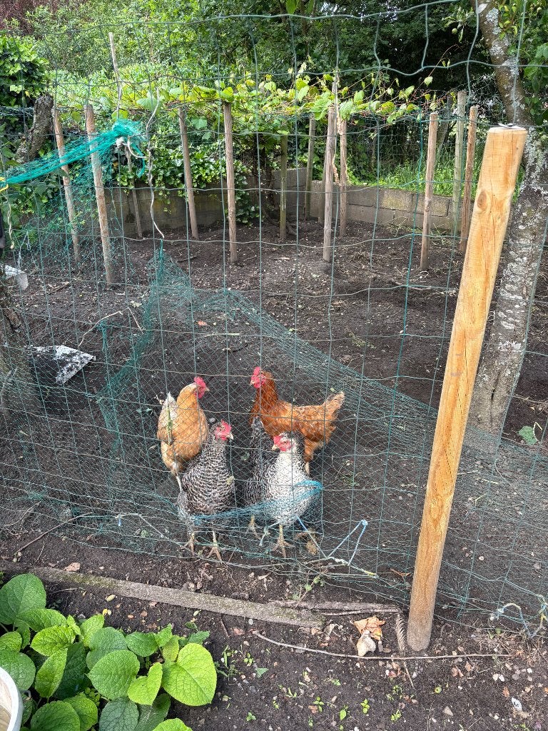 4 legkippen te koop - leggen bijna elke dag eieren!