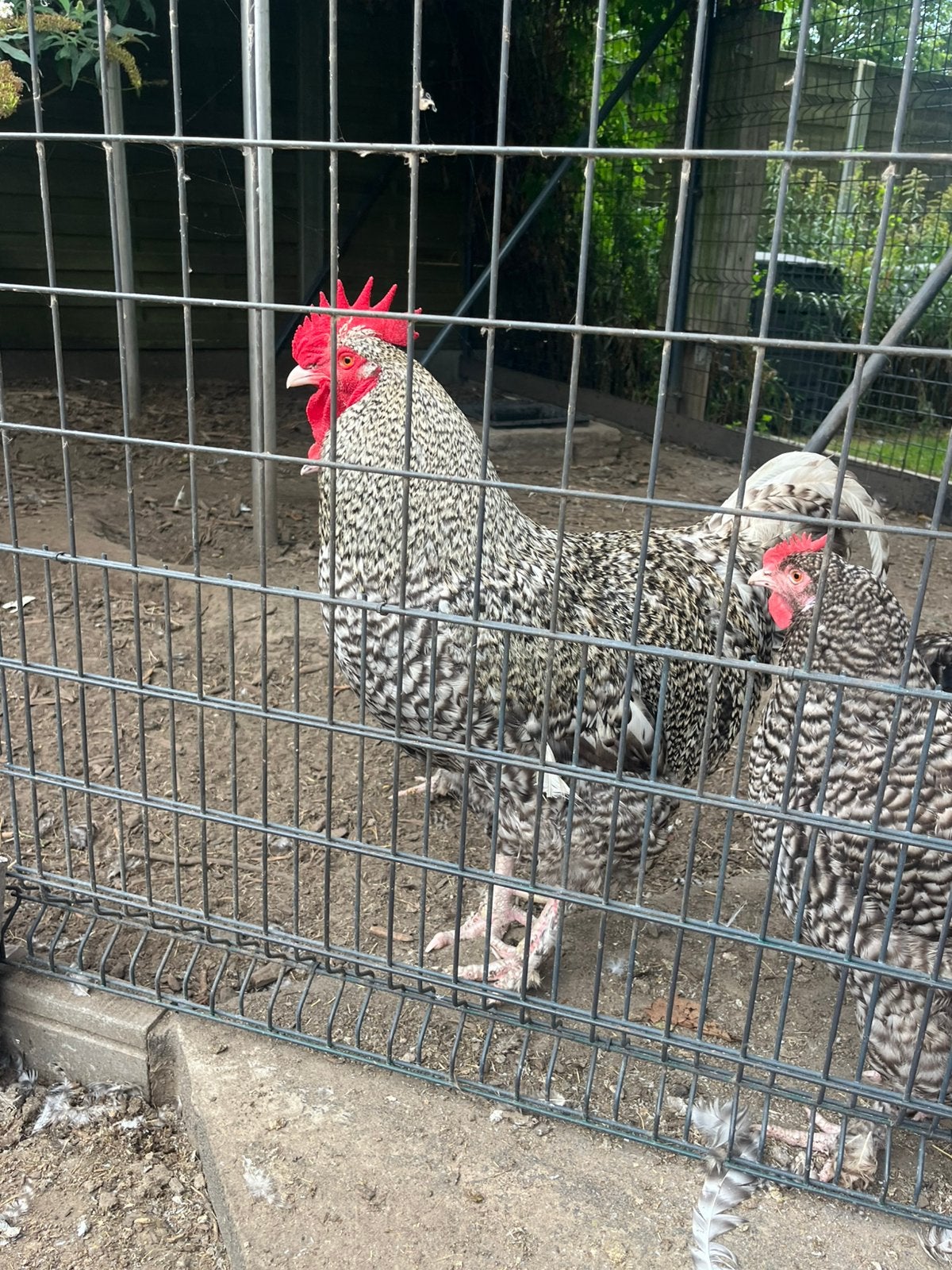 Coq coucou de Malines, Mâle, Poule ou poulet