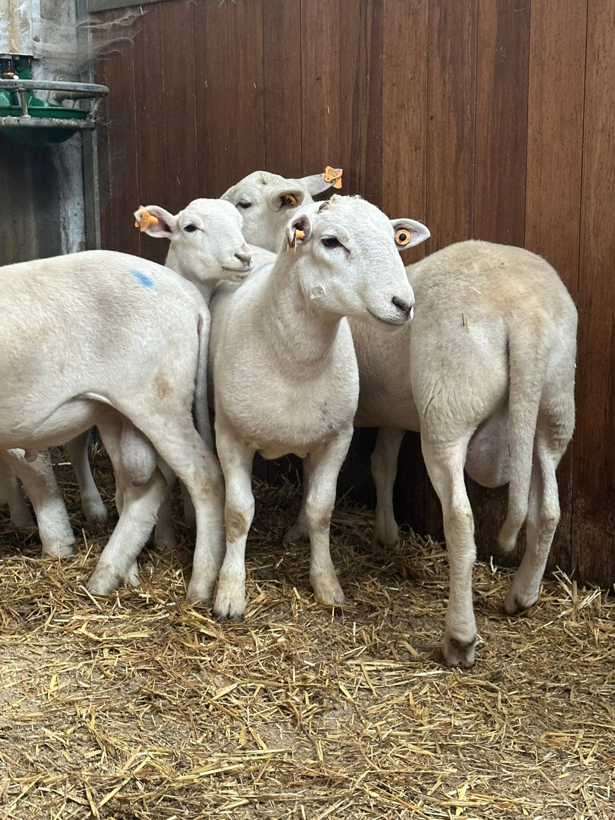 Zeer mooi lot easy care rammen, Dieren en Toebehoren