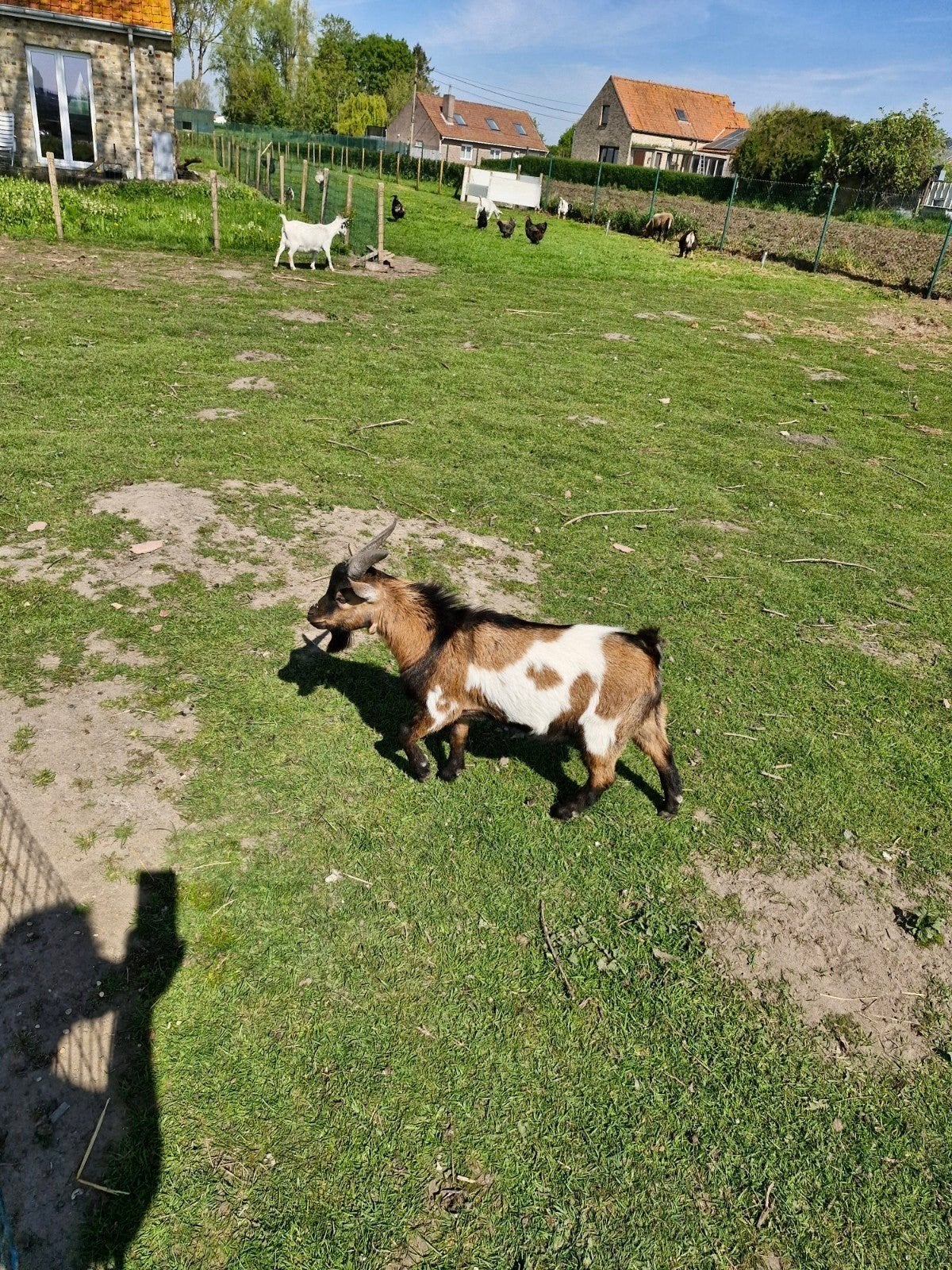 Geitbok 10 maanden oud, Dieren en Toebehoren, Schapen, Geiten en Varkens, Geit