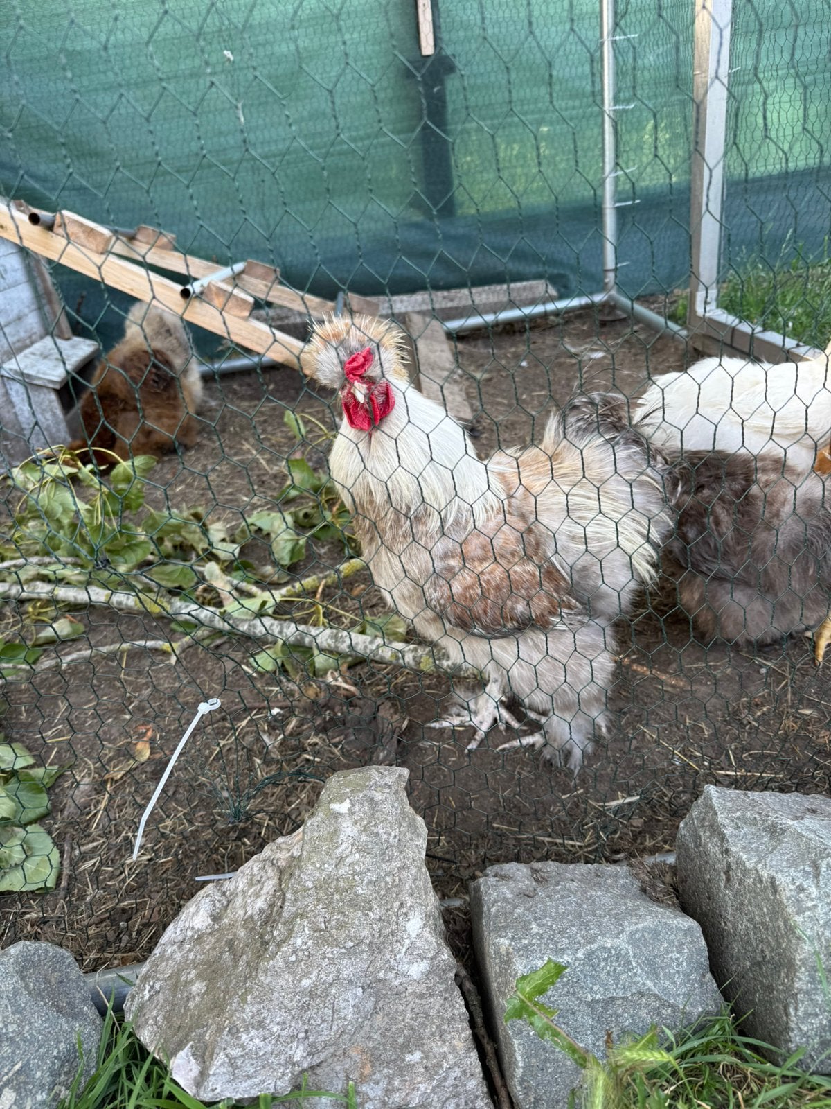 Haam, Dieren en Toebehoren, Pluimvee