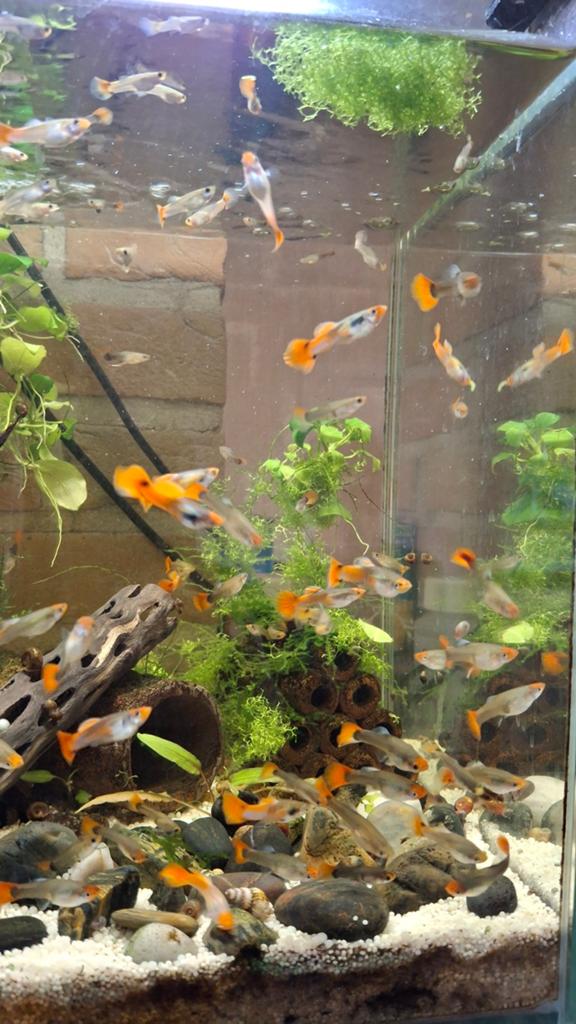 Guppy's te koop.10 a 15 stuks. 1€ per stuk., Dieren en Toebehoren, Vissen | Aquariumvissen