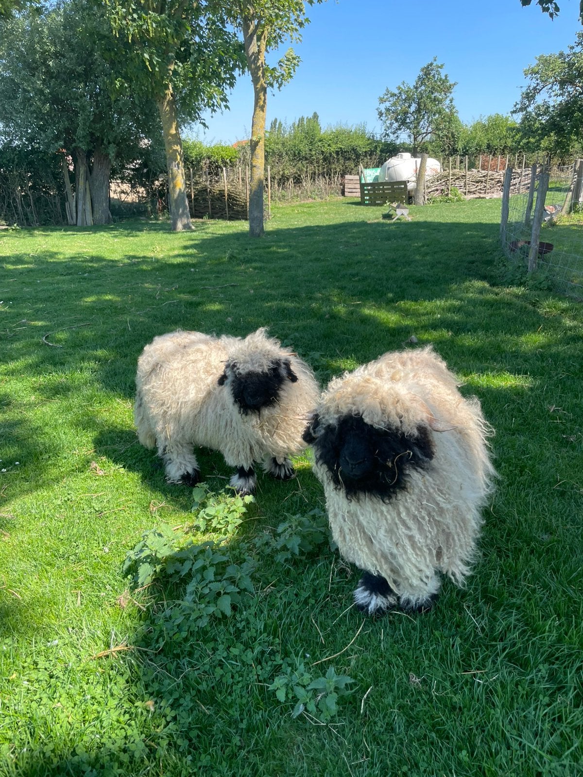 Walliser schwarznase lammeren, Animaux & Accessoires, Moutons, Chèvres & Cochons, Plusieurs animaux, Mouton, 0 à 2 ans