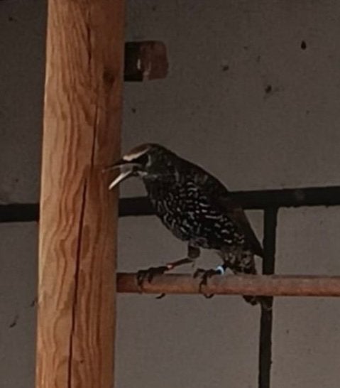 Inlandse Spreeuw, Mannelijk, Wildzangvogel, Geringd