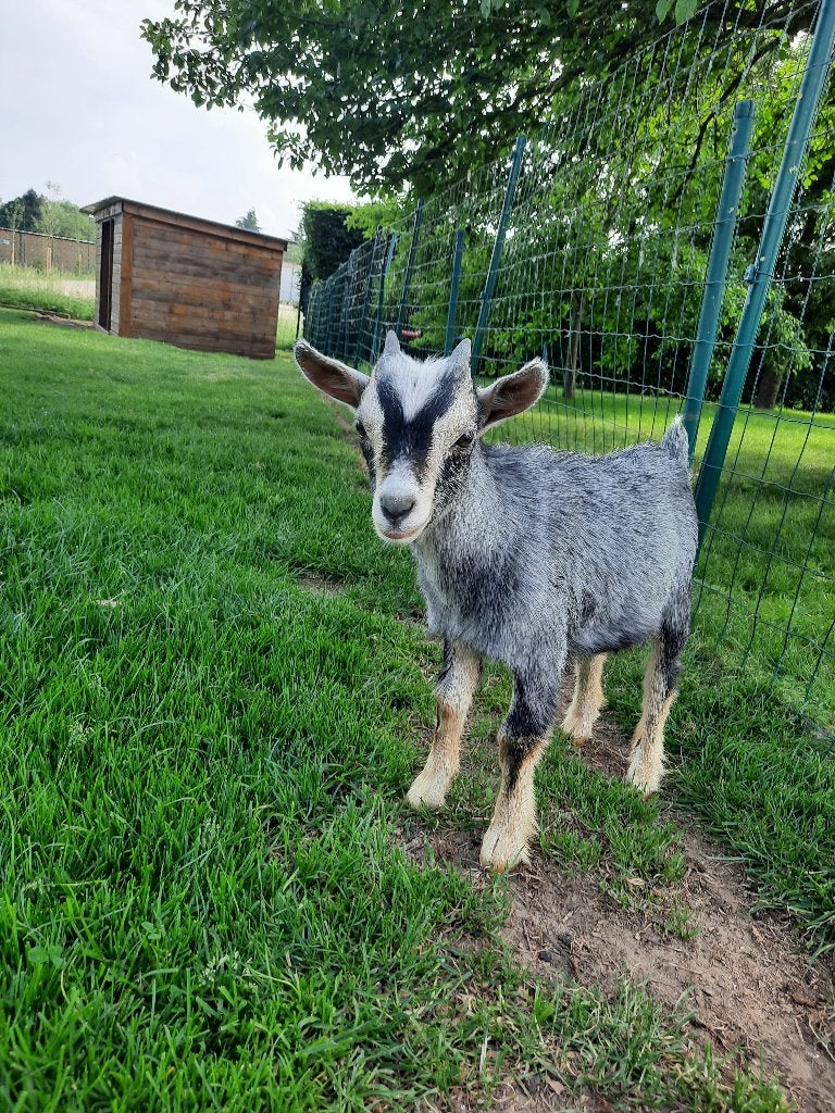 Geitenbokje grijs tan, Mâle, Chèvre, 0 à 2 ans
