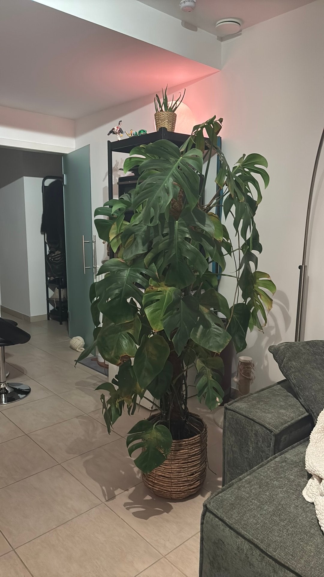 Grote monstera, Ophalen