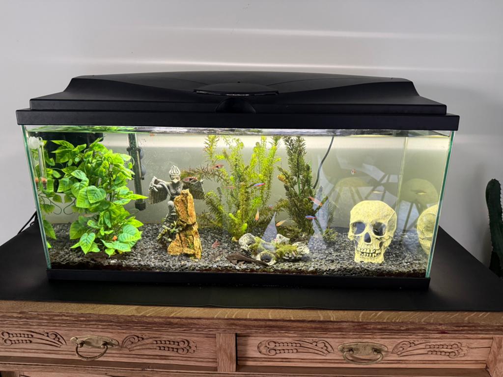Aquarium met toebehoren, Ophalen, Zo goed als nieuw, Filter