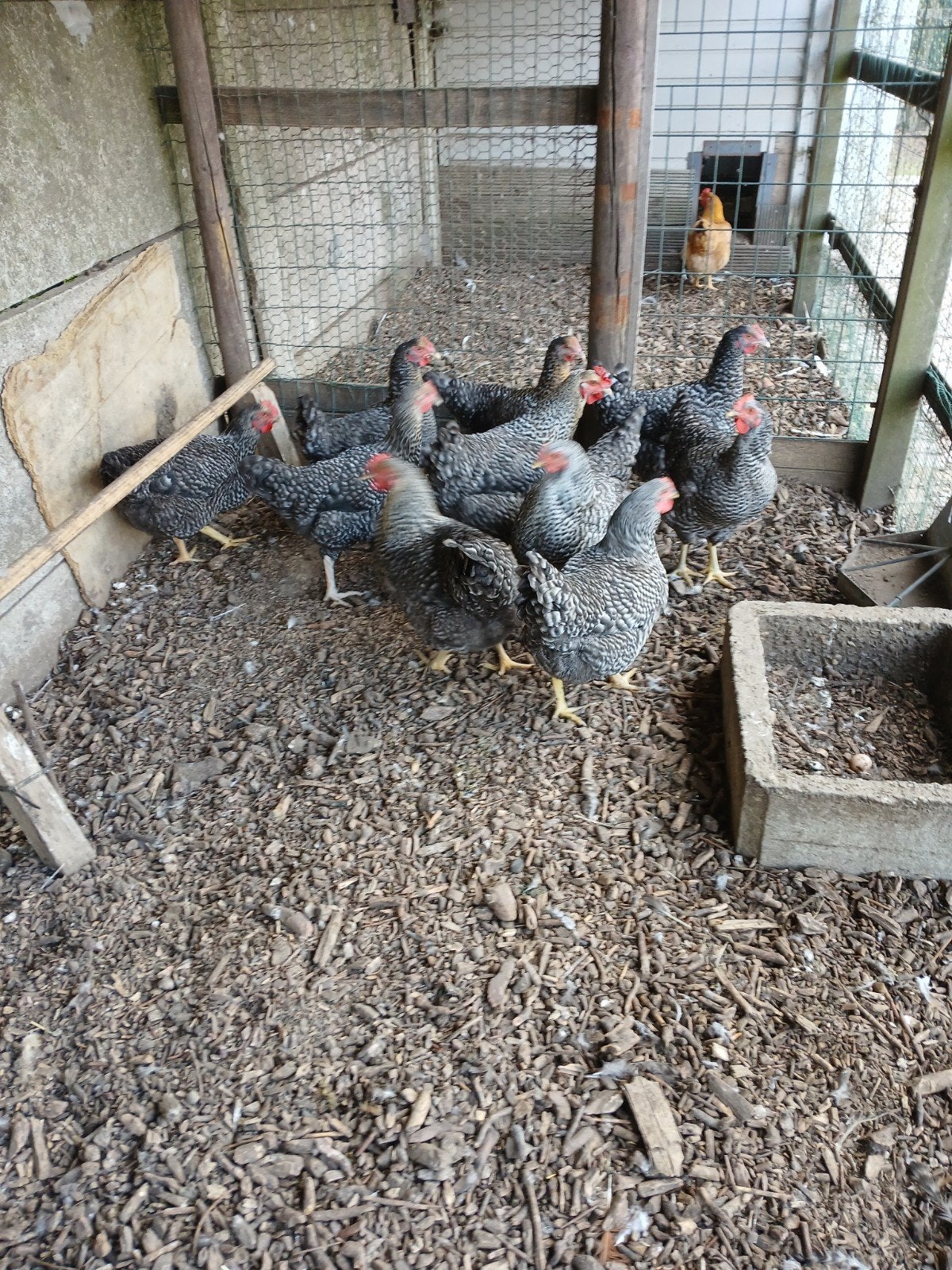 izegemse koekoek, Dieren en Toebehoren, Pluimvee