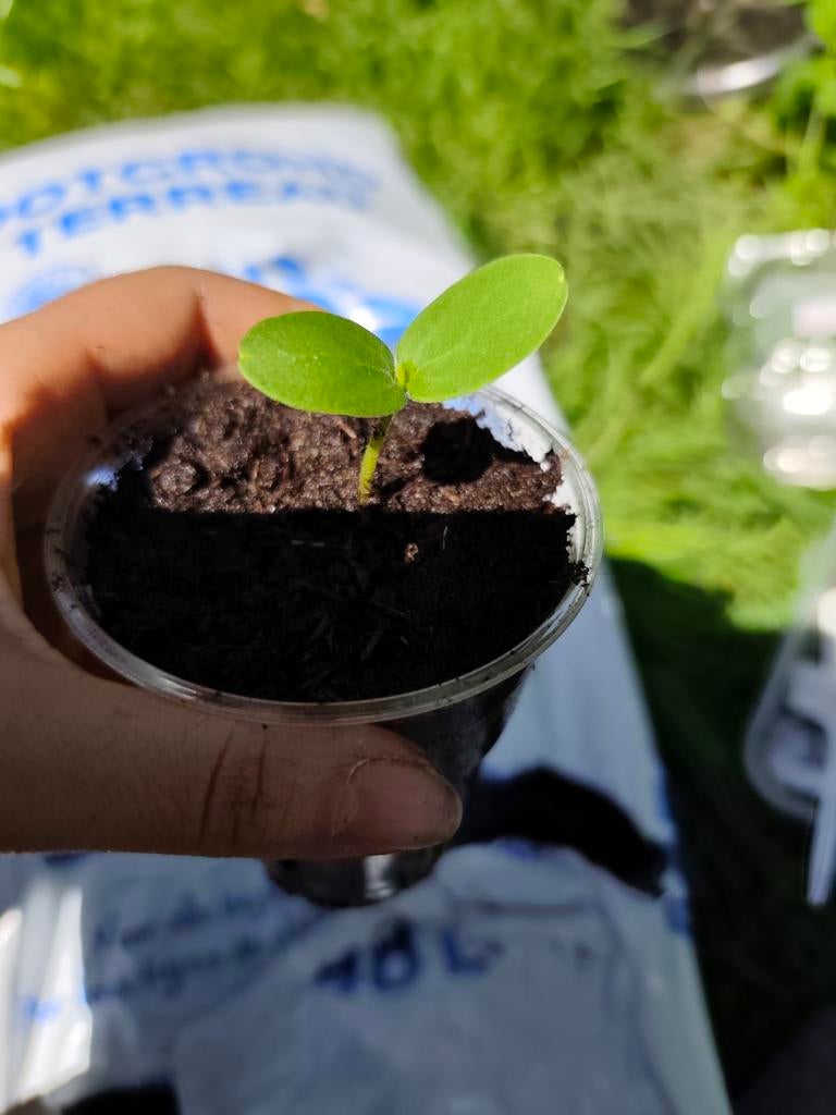 Meloen Plantjes, Tuin en Terras, Planten | Fruitbomen, Ophalen