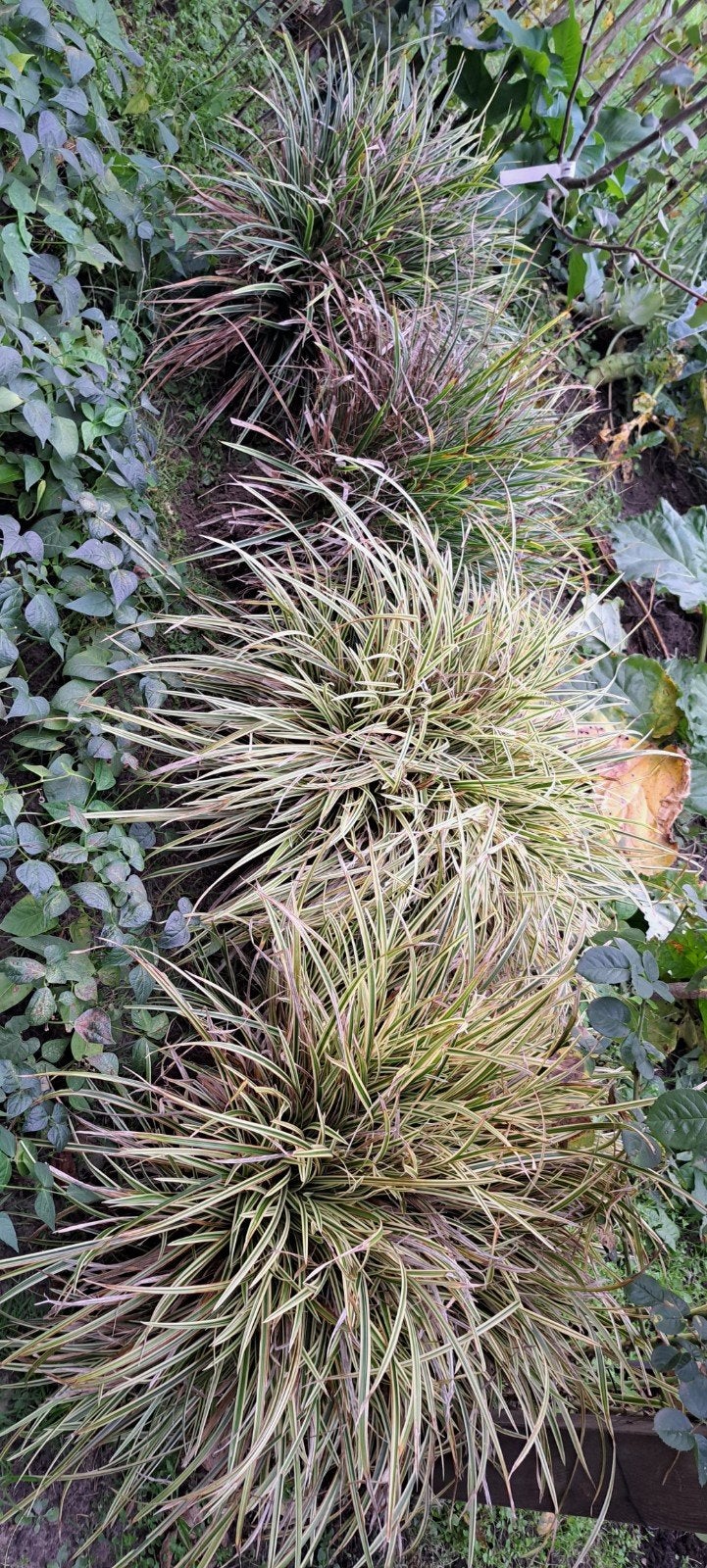 siergrassen, Jardin & Terrasse, Enlèvement, Graminées ornementales