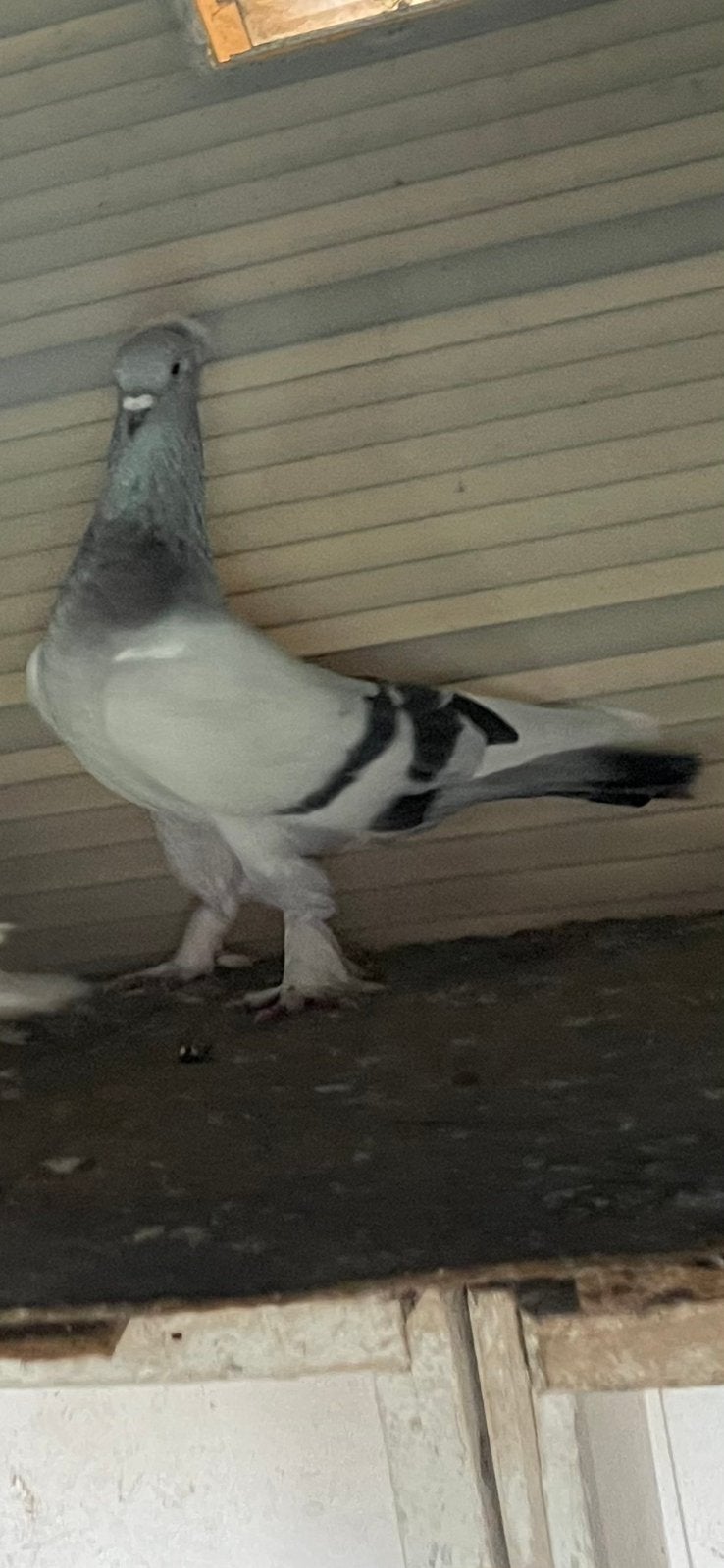 Takla’s kopel