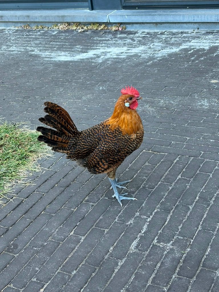 Kempisch hoen (haan) - goud, Dieren en Toebehoren, Mannelijk, Kip