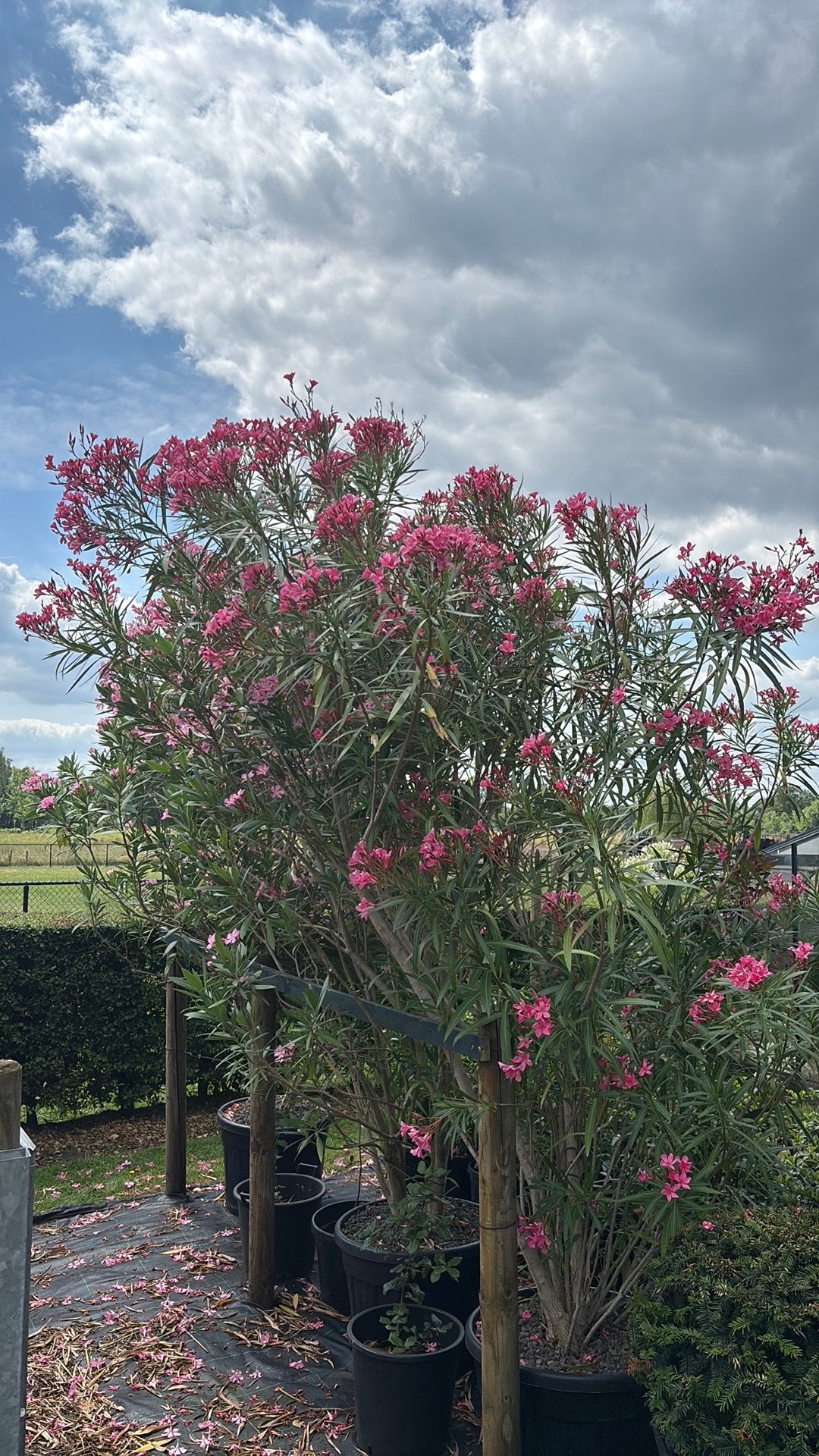 Lauriers roses 125€, Autres espèces, Plein soleil, Été, Enlèvement