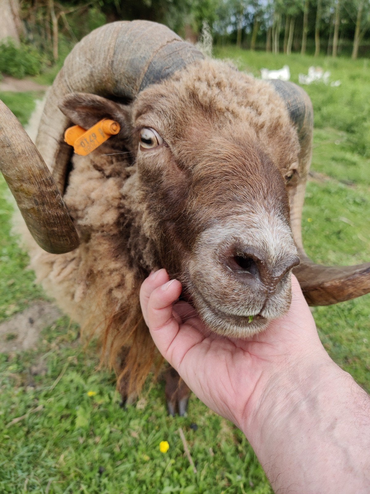 2 jarige caramel bruine ouessant bok zoekt gouden weide/tuin, Dieren en Toebehoren, Schapen, Geiten en Varkens, Mannelijk, Schaap