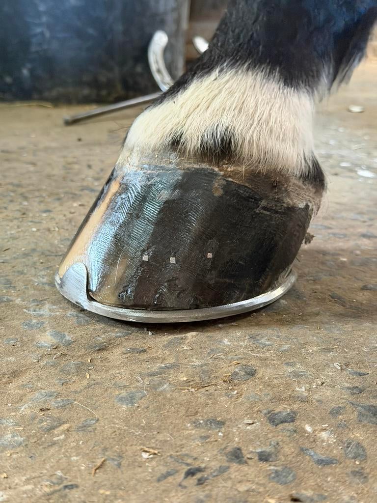 Hoefsmid aangeboden, Dieren en Toebehoren