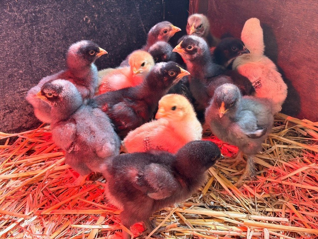Brahma kuikens, Dieren en Toebehoren, Geslacht onbekend, Kip